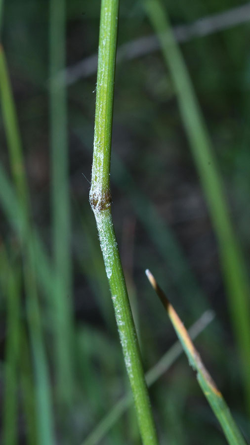 Poaceae - Bromopsis erecta  (+Festuca arundinacea)